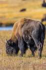 Bison along Fairy Creek in Yellowstone National Park. Art Print